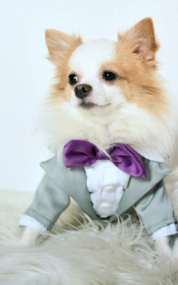 Silver Gray Tuxedo