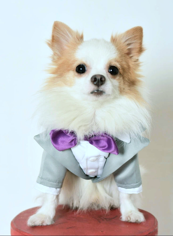 Silver Gray Tuxedo