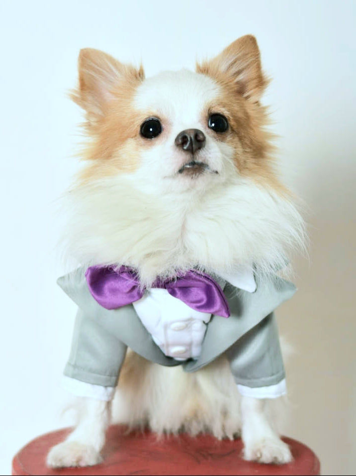 Silver Gray Tuxedo