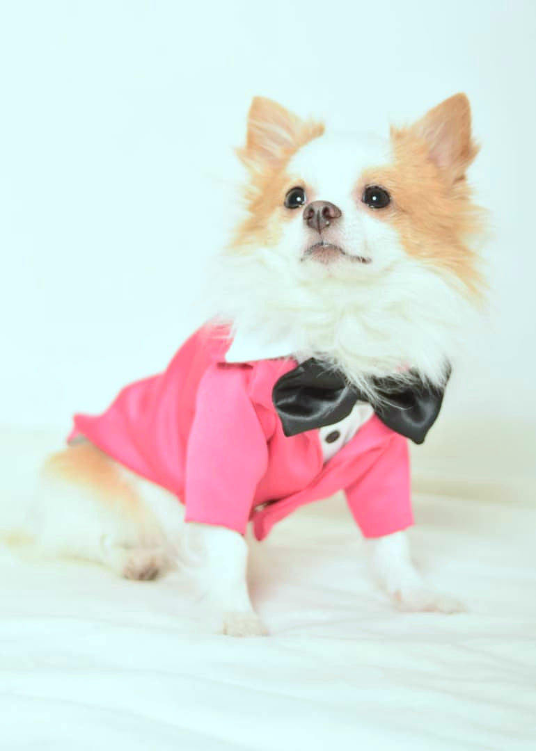 Creative Fuchsia Tuxedo