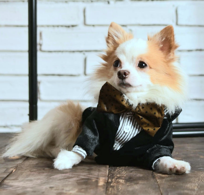 Black Velvet Tuxedo