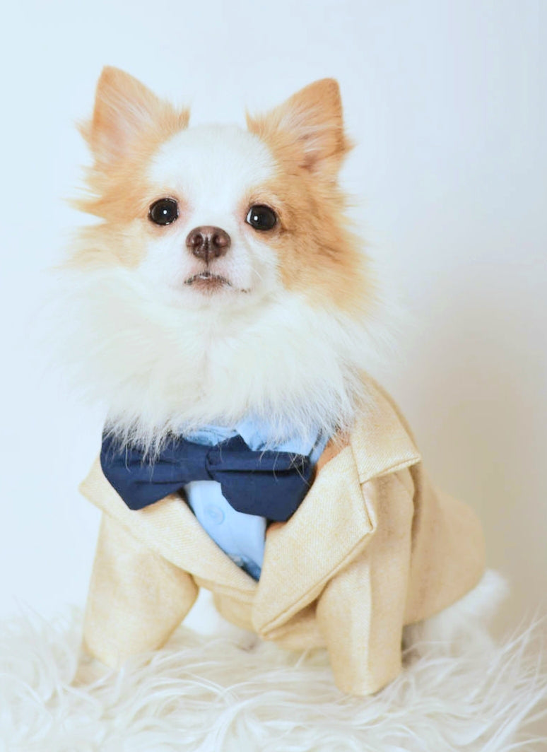 Cream Gold Tuxedo