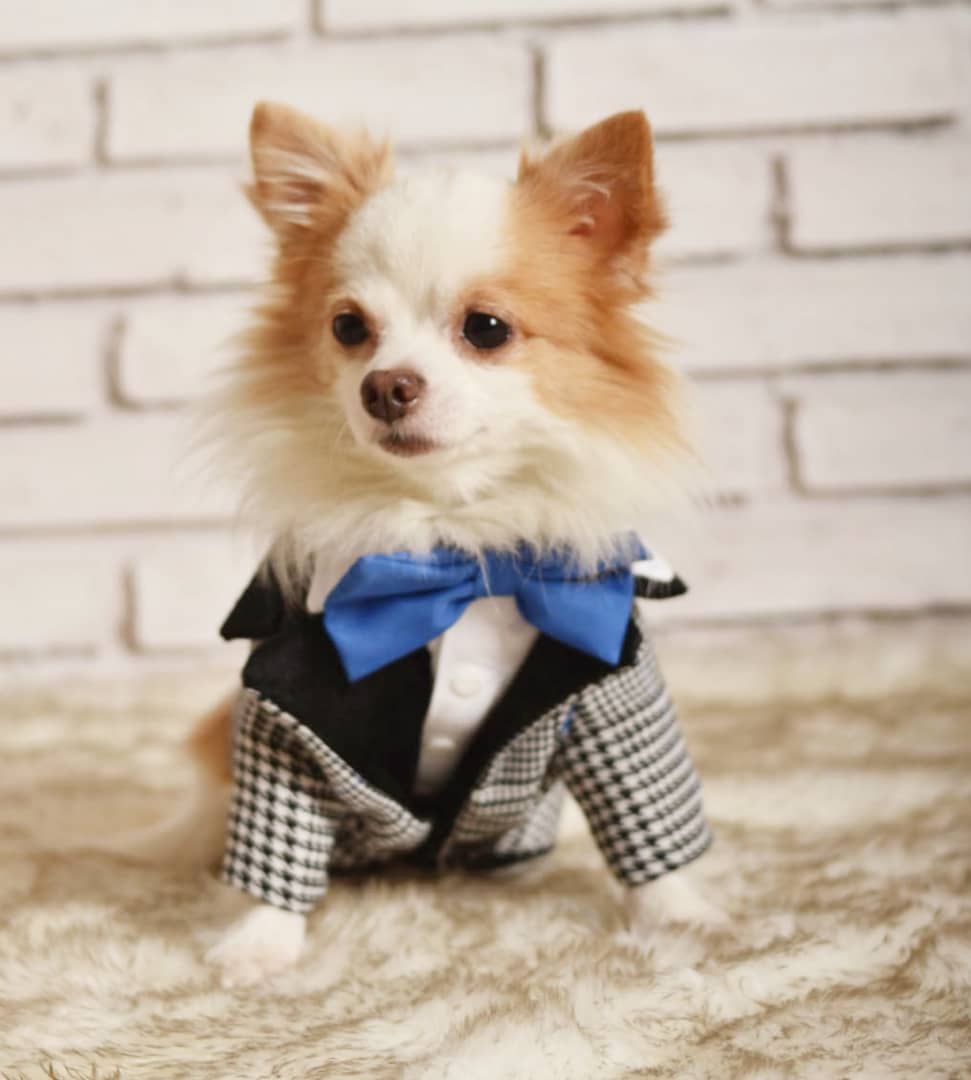 Prince of Wales Tuxedo
