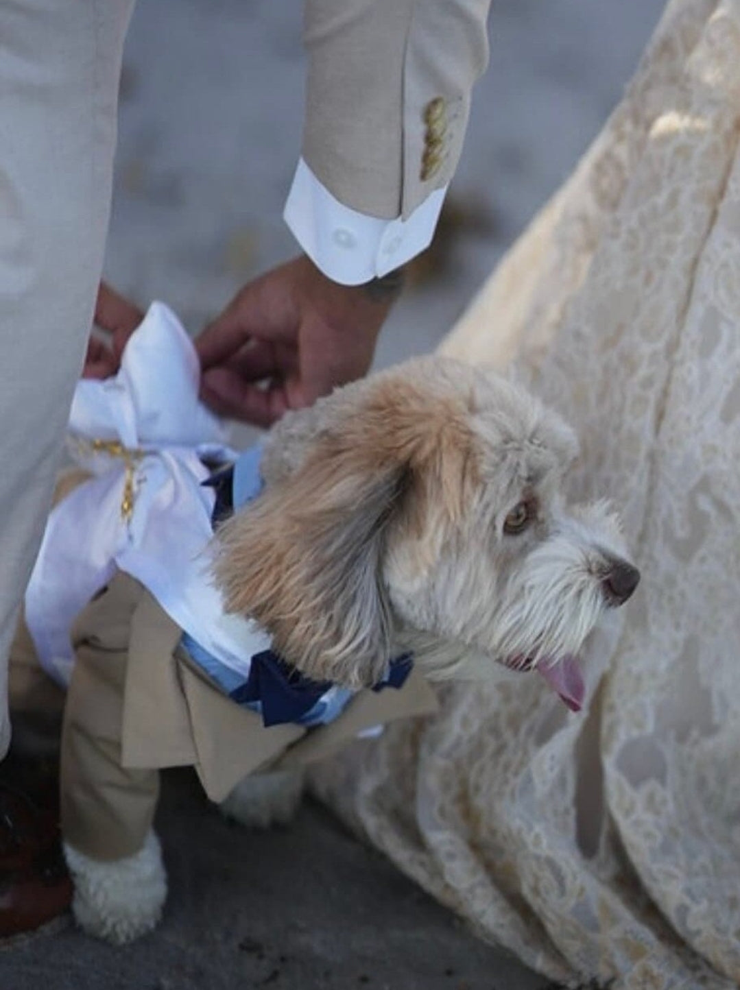 Pet harness for wedding ring bearers, Wedding dog harness with cushion Elegant dog harness with cushion and hook, Ring Bearer Dog Set