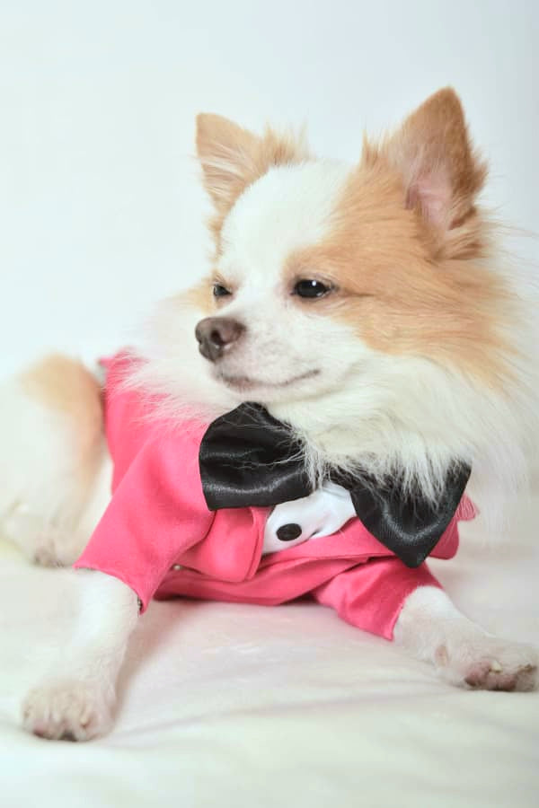 Creative Fuchsia Tuxedo