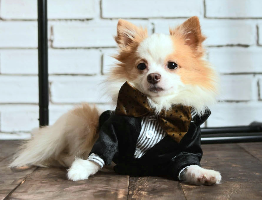 Black Velvet Tuxedo