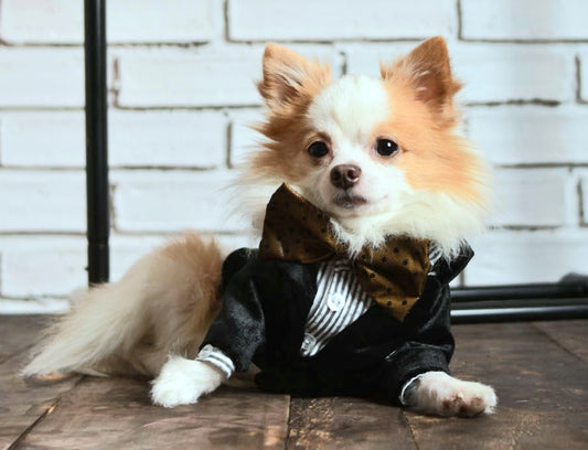 Black Velvet Tuxedo