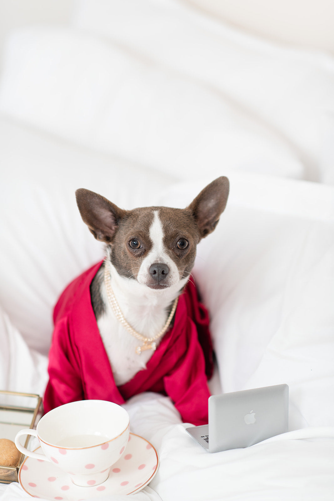 Luxury Dog Bathrobe