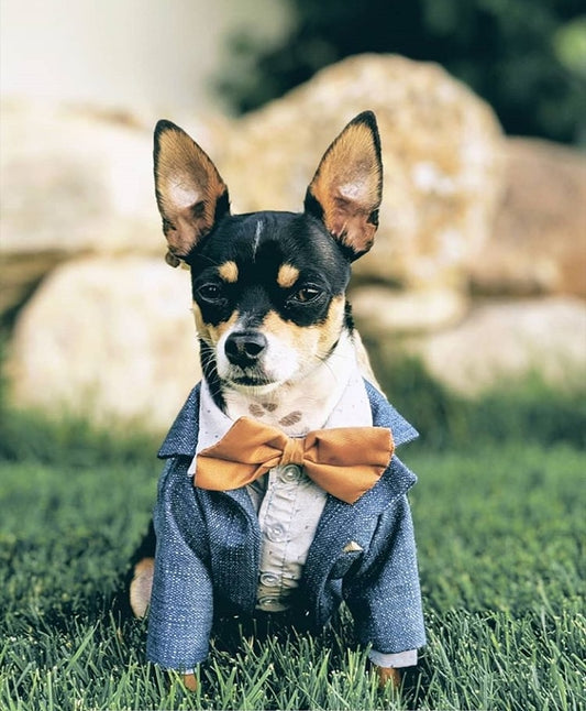 Blue Dog tuxedo